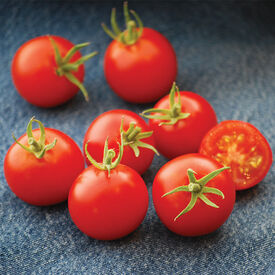 42 Day, Tomato Seeds